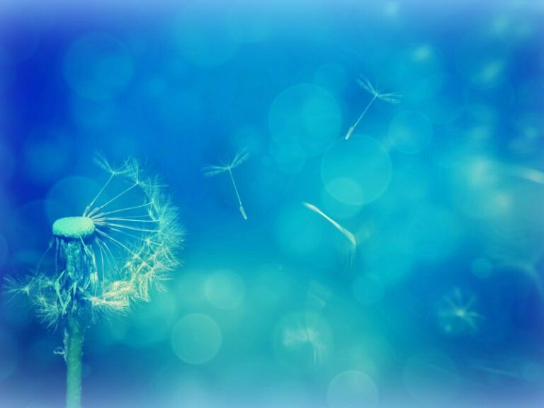 Ein Löwenzahn verliert seine Samen durch den Wind vor einem blauen pulsierenden Hintergrund. Marco Beitelberger bietet Bioresonanztherapie in Wien an.