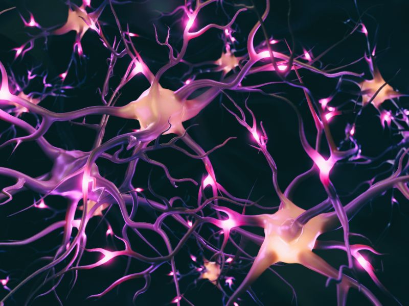Mikroskopische 3D-Darstellung eines Netzwerks aus Nervenzellen mit leuchtend violetten Verbindungen auf dunklem Grund. Das Bild visualisiert die Reizweiterleitung im menschlichen Gehirn und symbolisiert ein durch orthomolekulare Medizin gestärktes Nervensystem.
