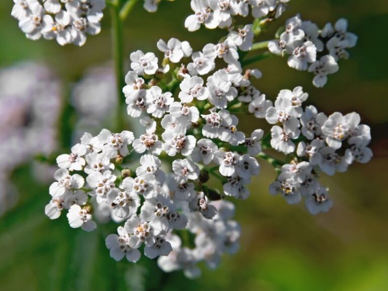 Nahaufnahme der weißen Blüten einer blühenden Schafgarbe. Diese bewährte heimische Heilpflanze ist ein zentraler Bestandteil der Traditionellen Europäischen Medizin in Wien zur natürlichen Unterstützung der Verdauung.